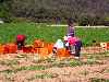 harvesting carrots, Jinbu, Korea