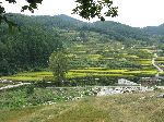 South Korean farm land