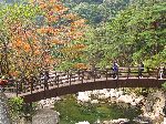 Fall follage, bridge, Gayasan National Park, Korea