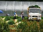 harvesting onions, Jinbu, Korea