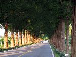 Metasequoia trees, Damyang, Korea
