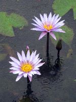 Lotus flower, Seodong Park / Gungnamji (pond), Buyeo, Korea