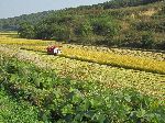 Harvesting rice, farmland, Ocheon Trail, Jeungpyeong, Korea