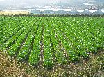 Lettuce farm, Ocheon Trail, Jeungpyeong, Korea